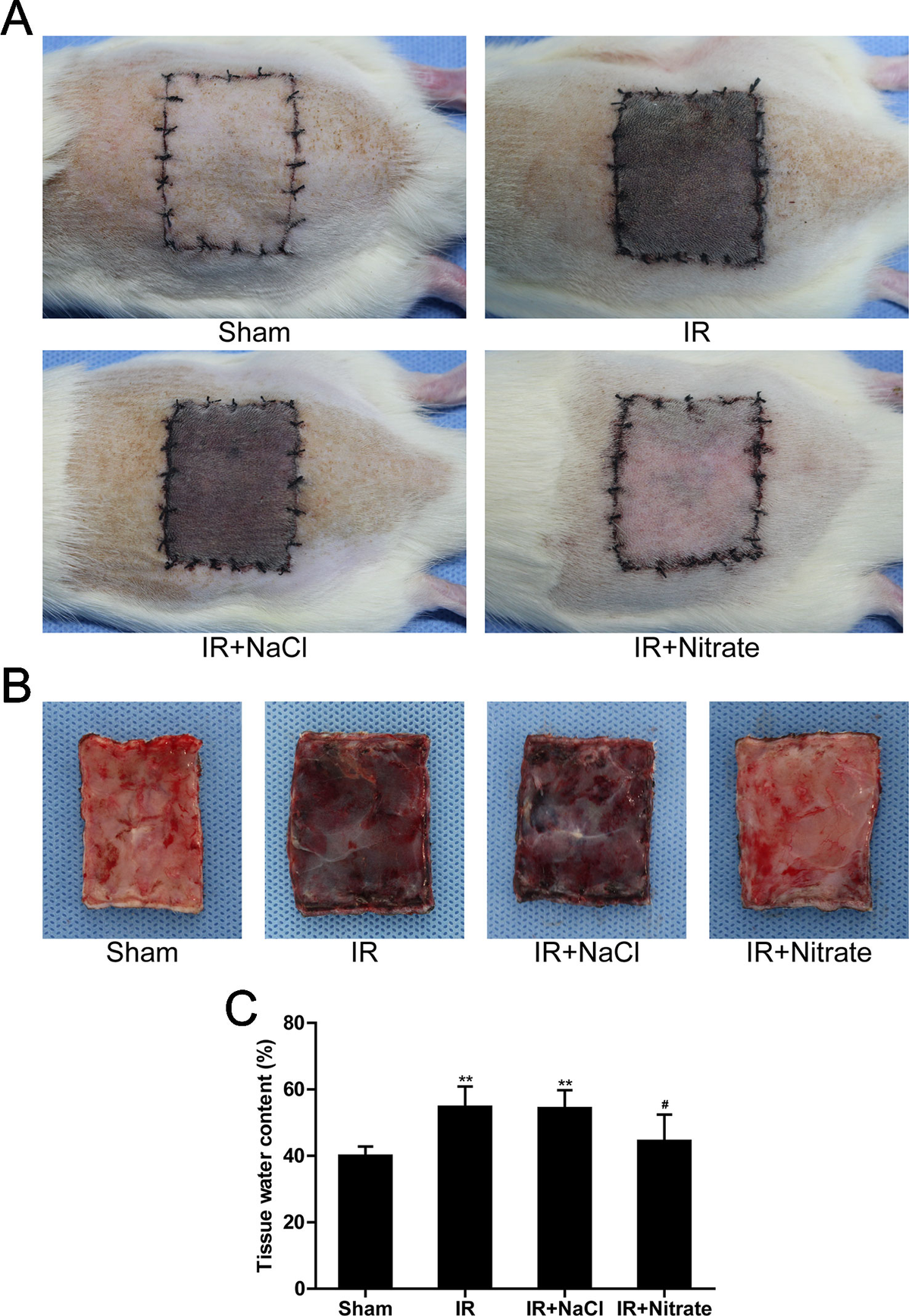 フィックスライト Frontiers | Dietary Nitrate Protects Against Skin Flap