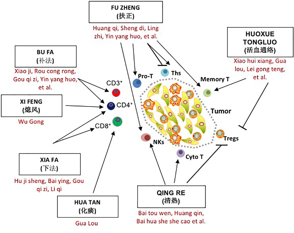 Frontiers | Chinese Herbal Medicine and Its Regulatory