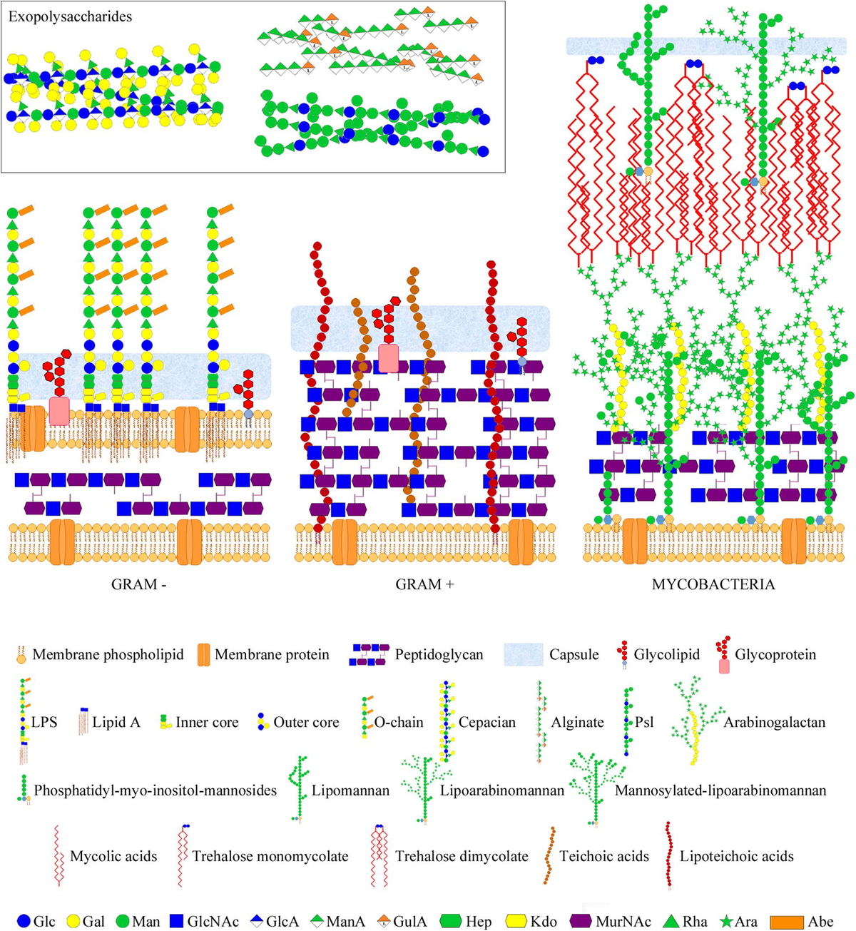 Frontiers | Microarray Strategies for Exploring Bacterial