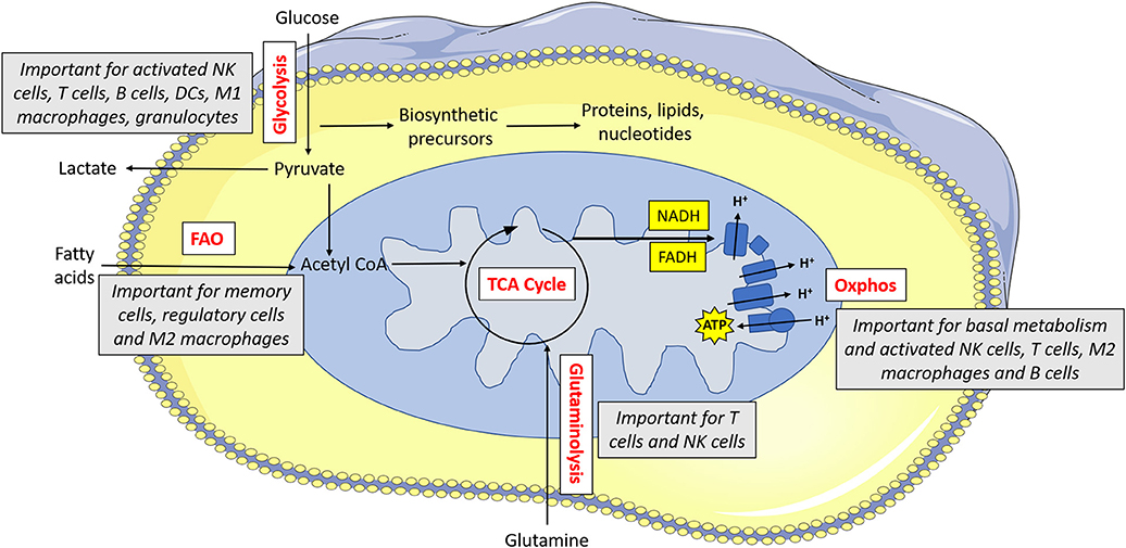 Frontiers | NK Cell Metabolism and TGFβ – Implications for