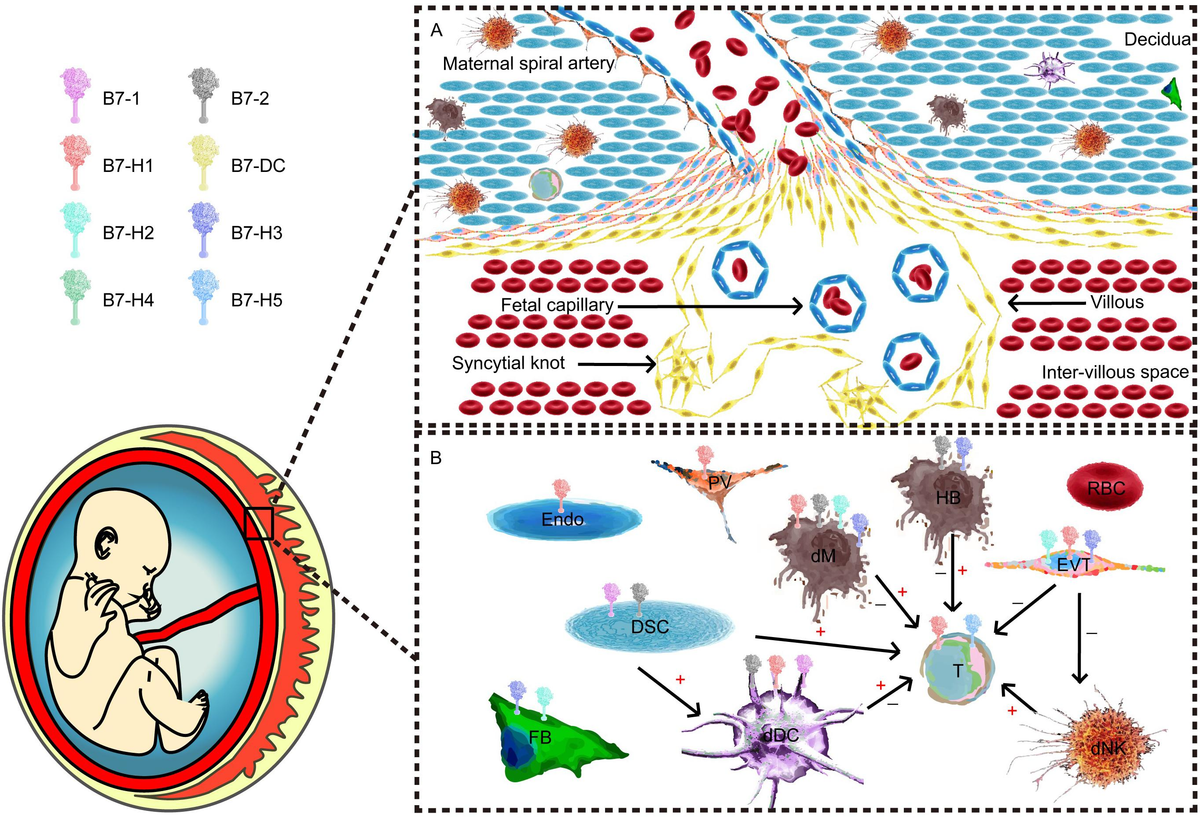 Frontiers | The Role of B7 Family Molecules in Maternal