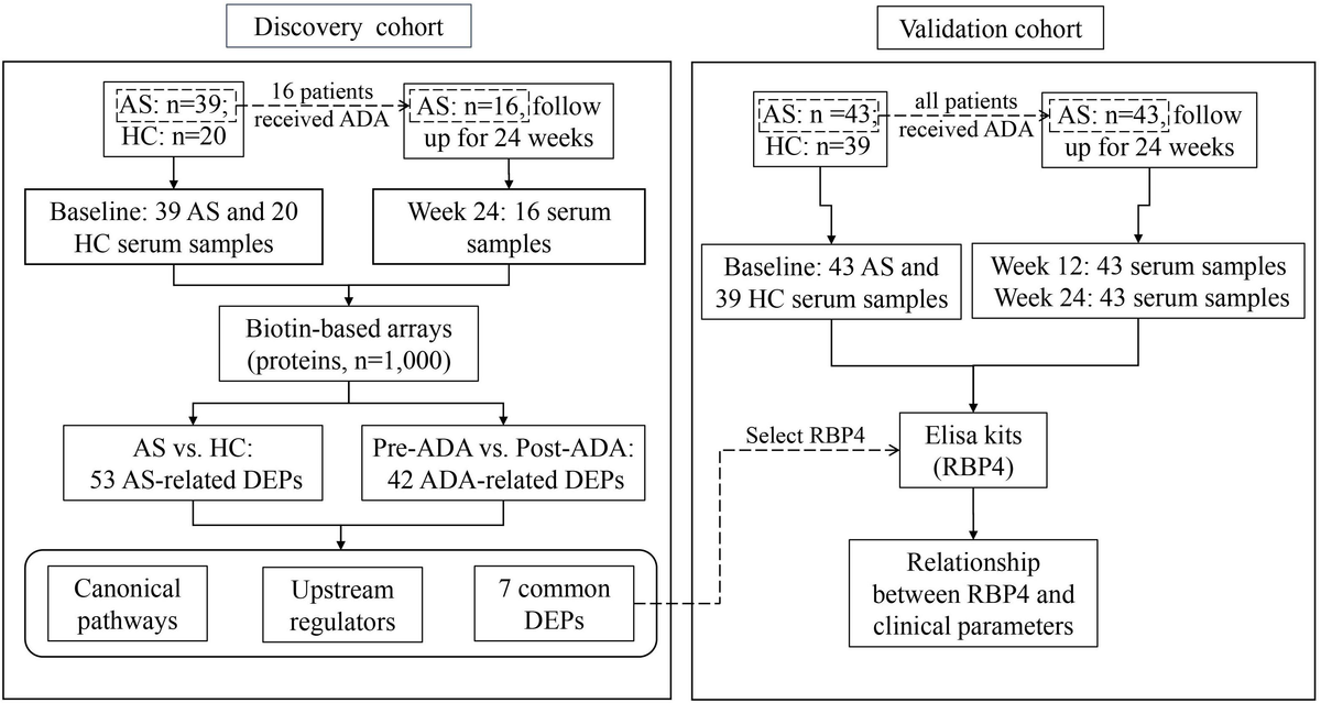 Frontiers | Circulating Retinol-Binding Protein 4 as a