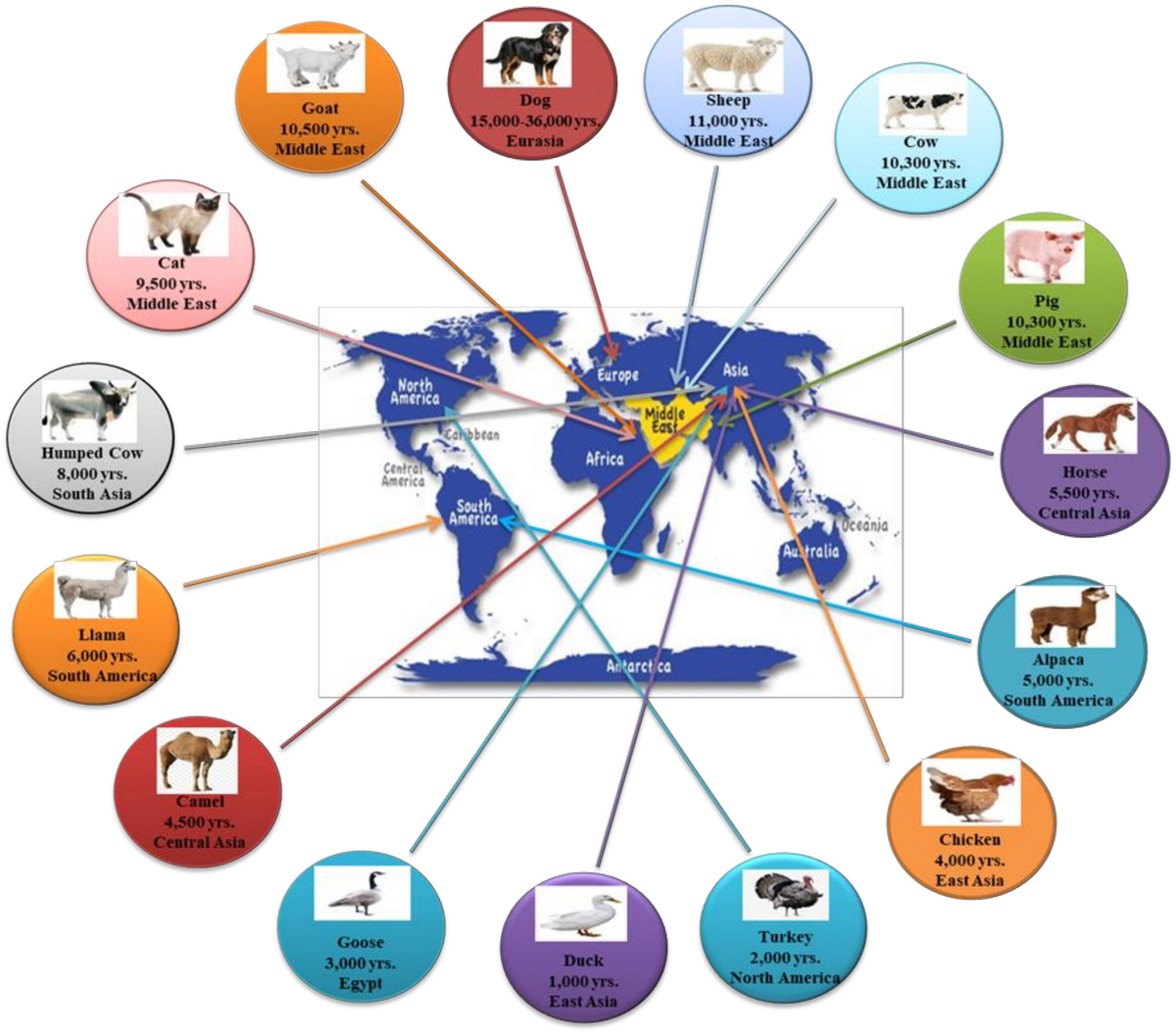 The Domestication Makeup: Evolution, Survival, and Challenges