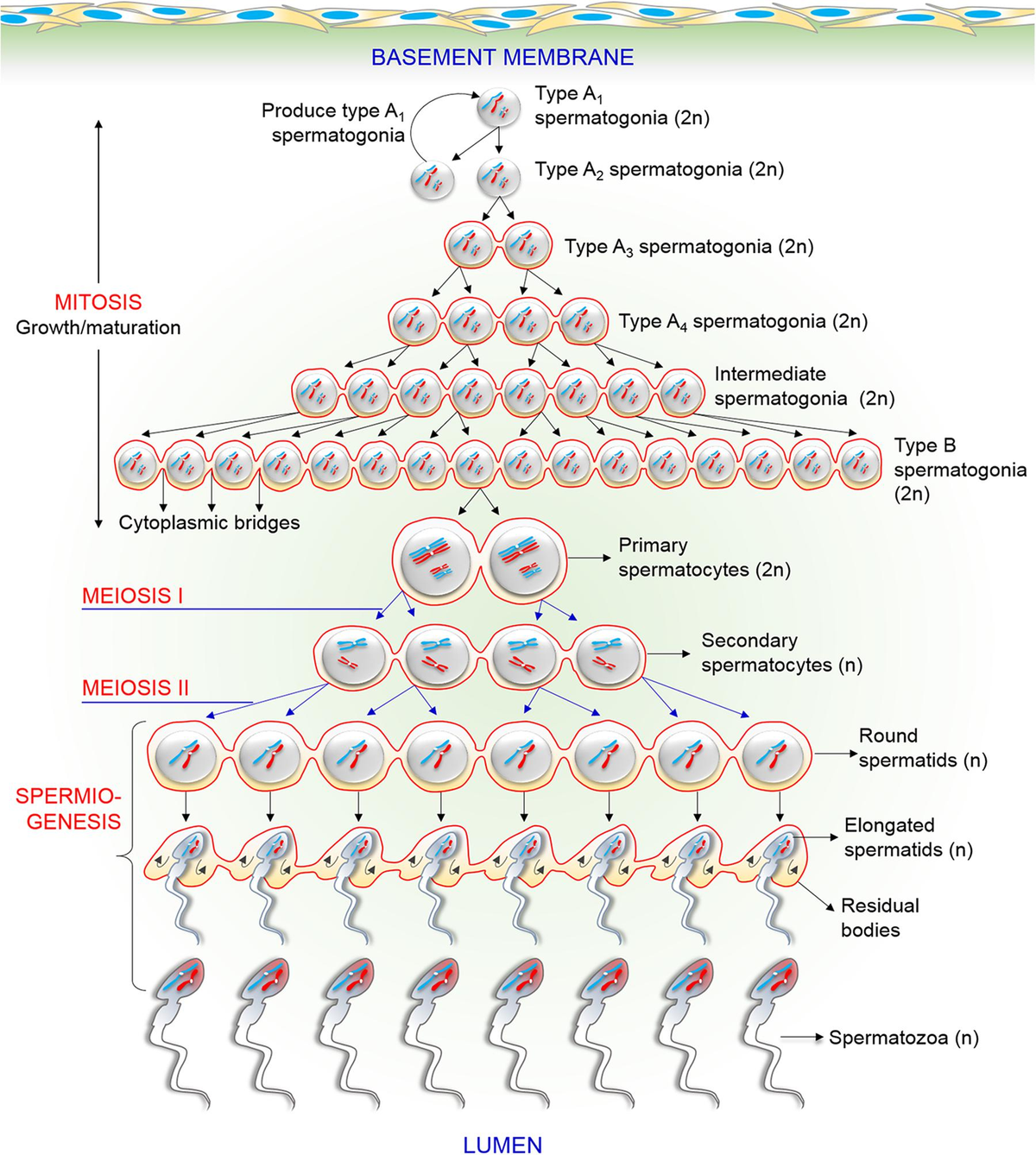 goo girls sperm Frontiers | New Biological Insights on X and Y Chromosome-Bearing  Spermatozoa