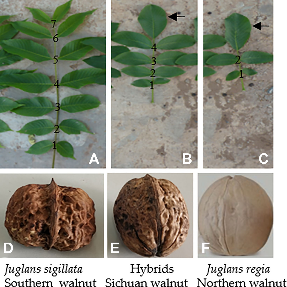 超大特価 Frontiers | Distinguishing Sichuan Walnut Cultivars and ぬいぐるみ