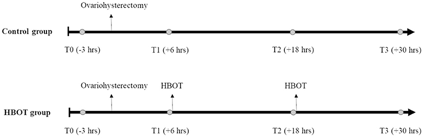 Frontiers | Effects of Ovariohysterectomy and Hyperbaric