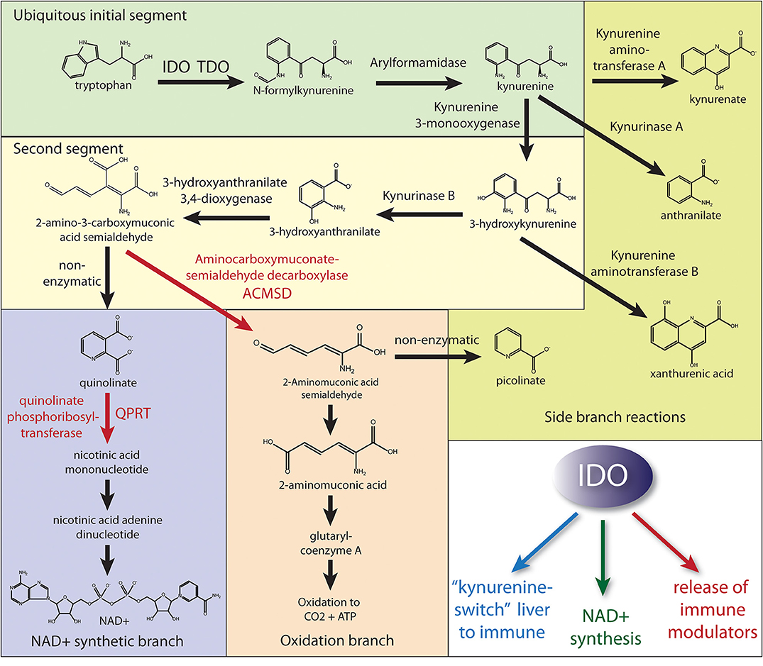 Frontiers | Quinolinate as a Marker for Kynurenine