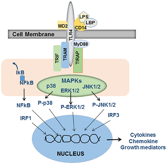 多様な and Pro- | Frontiers Anti-fibrogenic Gram of Functions ジャケット・アウター