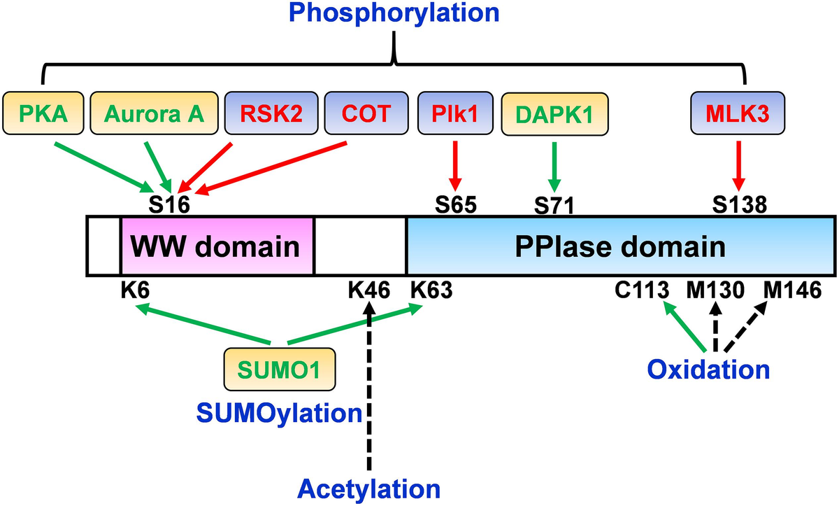 ka ！ The Effects of HMX and CL-20-Based Co-Particles on the