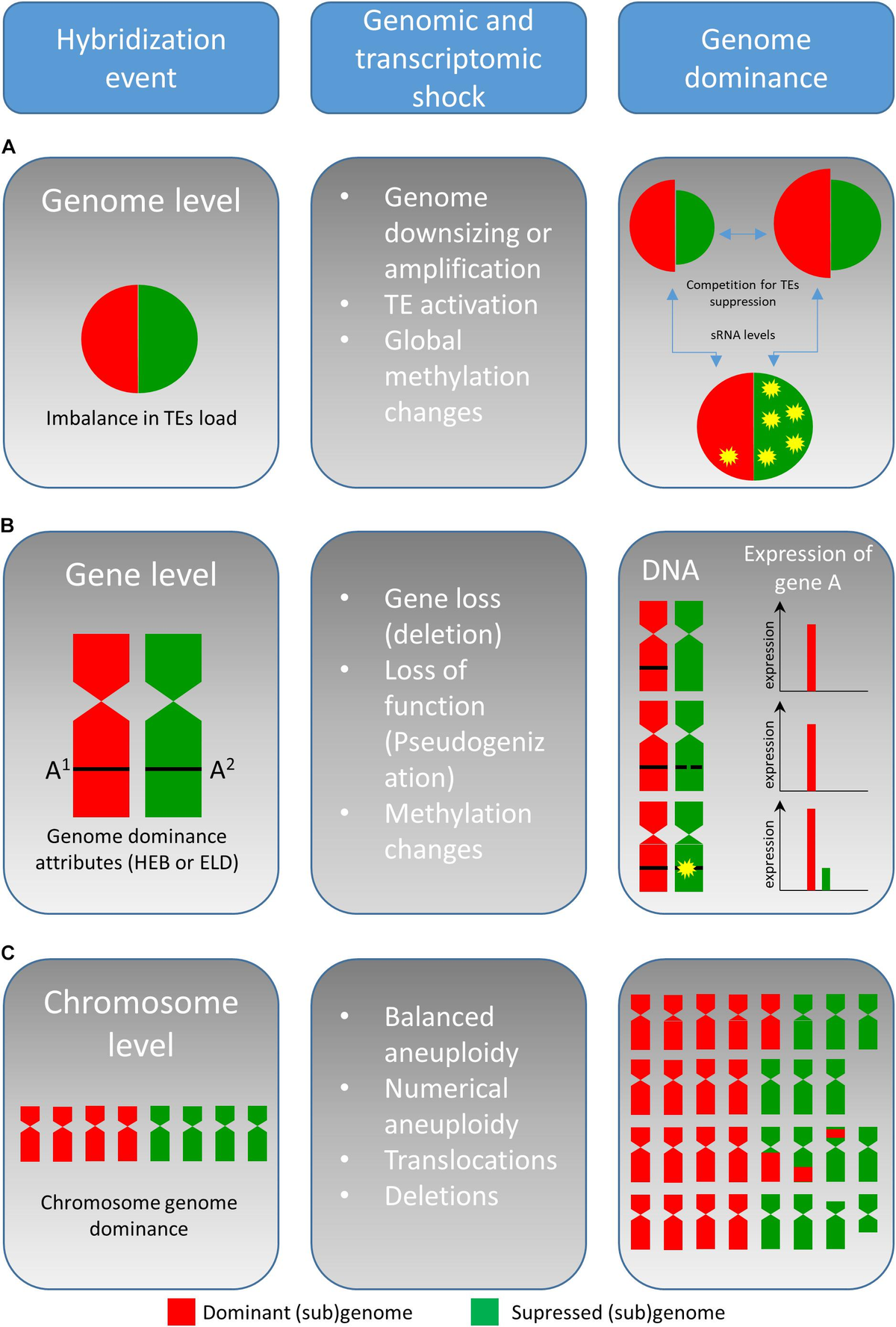 お買い得商品特集 - 販促エクスプレス Genomes Parental of Competition | Frontiers in Hybrids Plant 座卓、ローテーブル