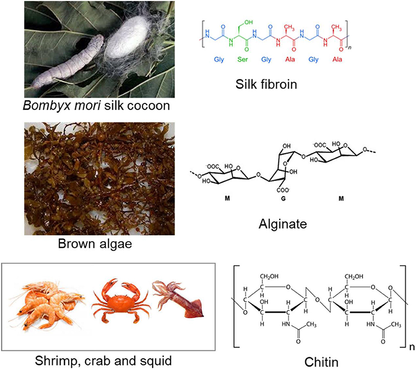 Effects of Enterotoxigenic Escherichia coli Challenge on