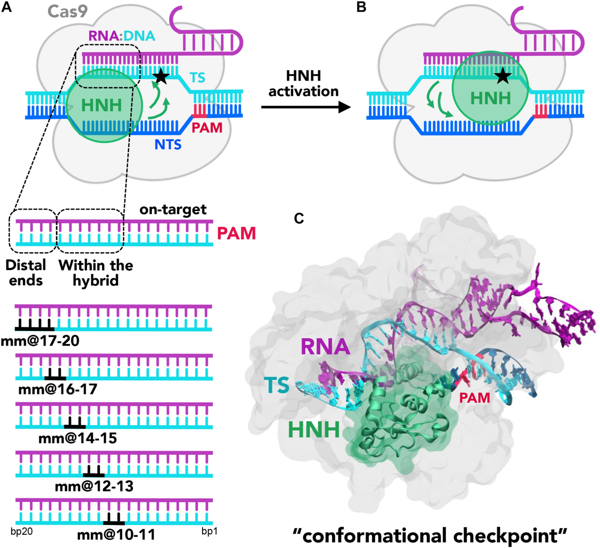 Frontiers | Spontaneous Embedding of DNA Mismatches Within the RNA:DNA ...
