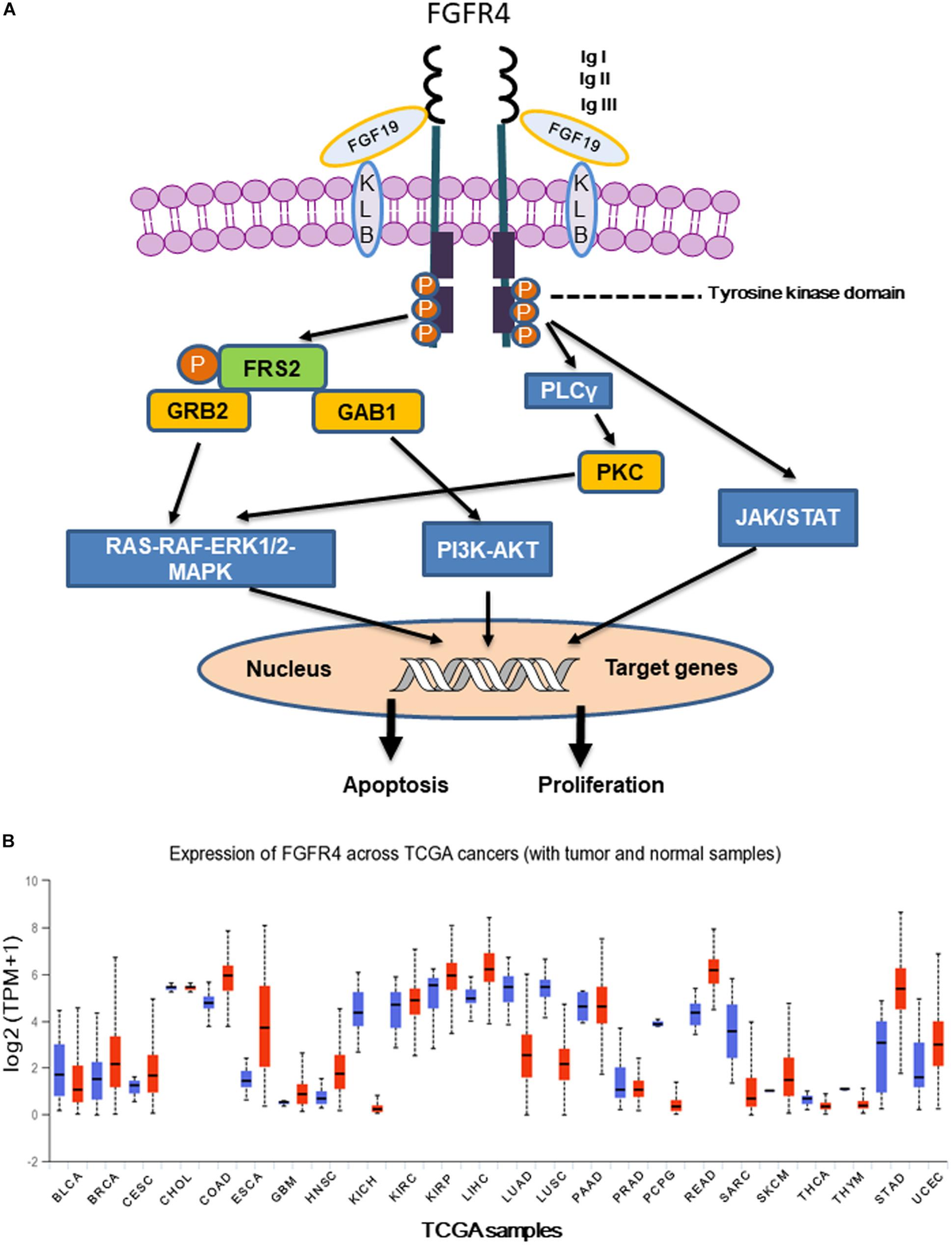 Frontiers | Dissecting the Role of the FGF19-FGFR4 Signaling