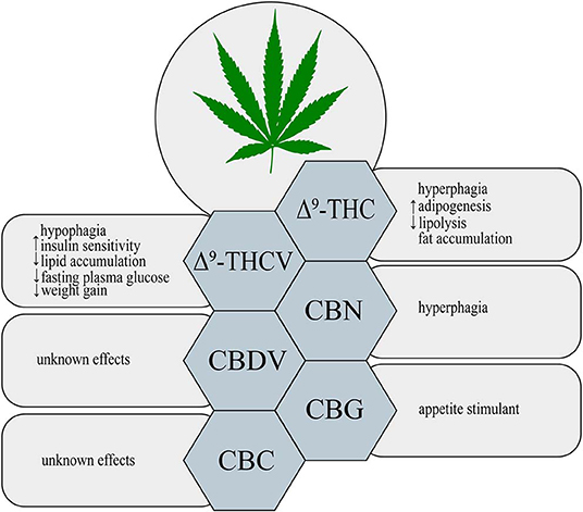 Thc Vs Cbd Vs Cbn: Discover Their Unique Benefits