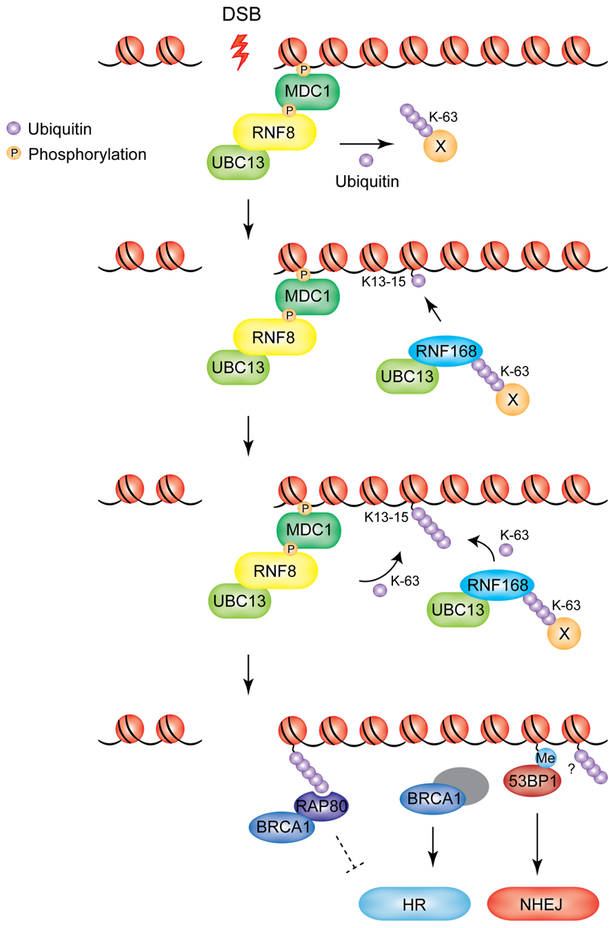 アールエヌエー　RNA M2468 ＰＵＢＬＩＣ　ＷＯＬＦ　ＢＩＧ　Ｔ Frontiers | Put a RING on it: regulation and inhibition of