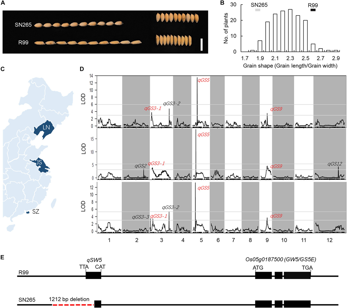 Frontiers | Identification of Multiple Grain Shape-Related