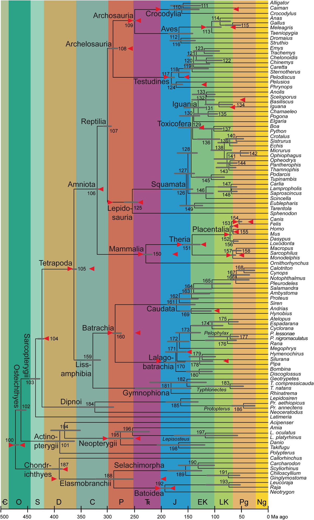 ん The Carnivora (Mammalia) from the middle Miocene locality of