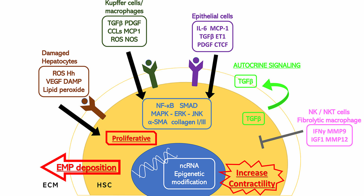 国内初の直営店 Frontiers | Targeting Hepatic Stellate Cells for the 少年漫画