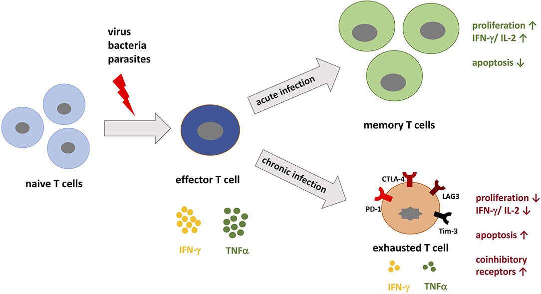 Frontiers | The Role of PD-1 in Acute and Chronic Infection