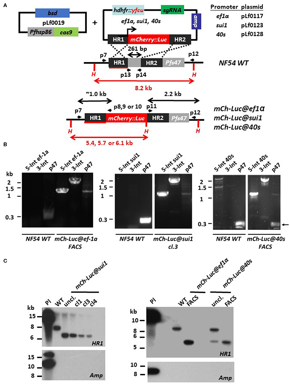 Generation of Novel Plasmodium falciparum NF135 and NF54 Lines ...