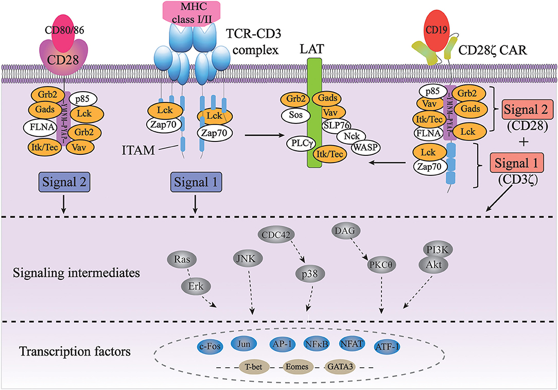 Frontiers | Engineering Cytoplasmic Signaling of CD28ζ CARs