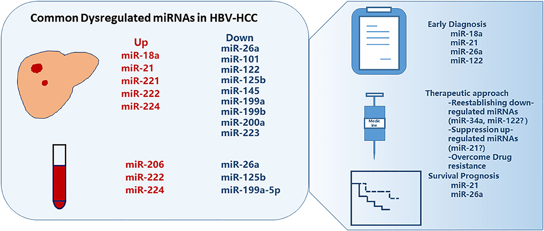 Frontiers | Dysregulated microRNAs in Hepatitis B Virus