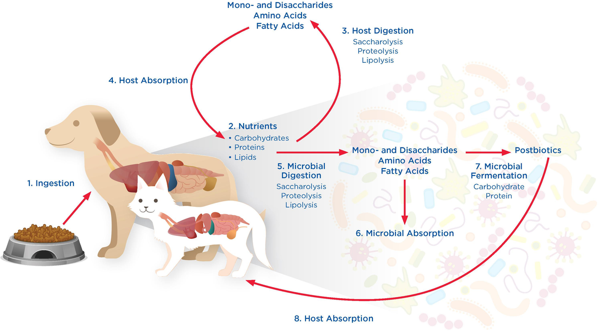 Raw diet for cats with ibd sale