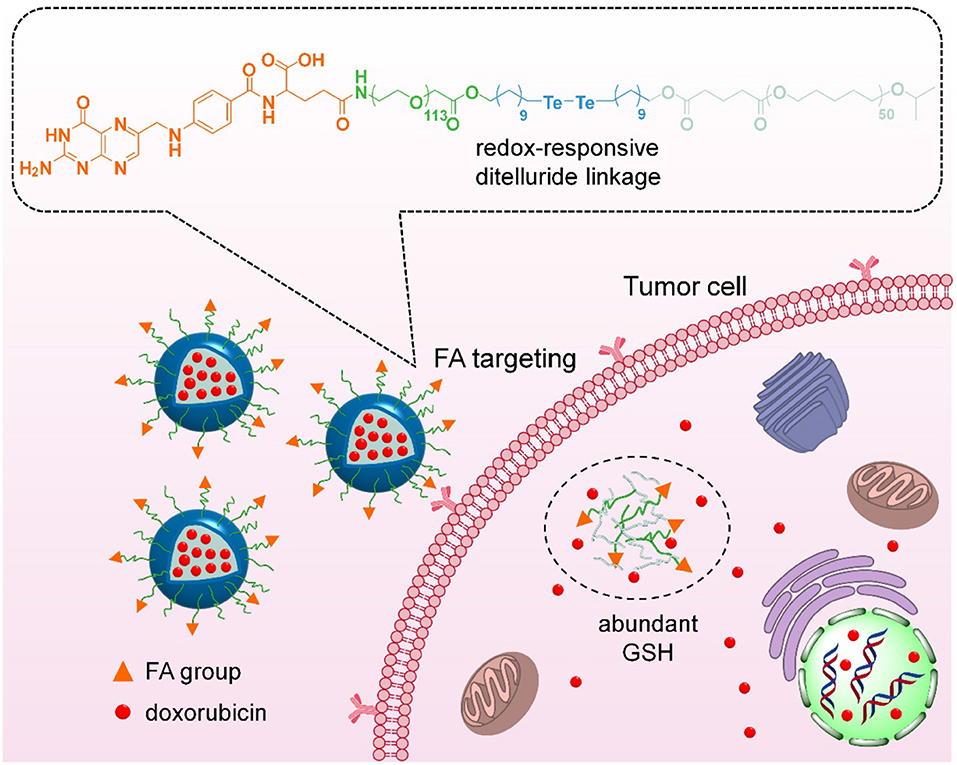 Frontiers | Ditelluride-Bridged PEG-PCL Copolymer as Folic