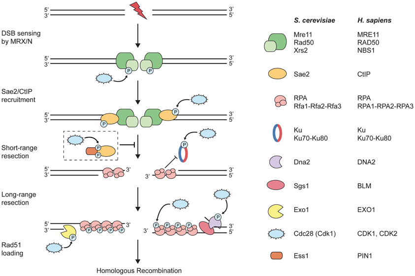 Frontiers | Controlling DNA-end resection: a new task for CDKs
