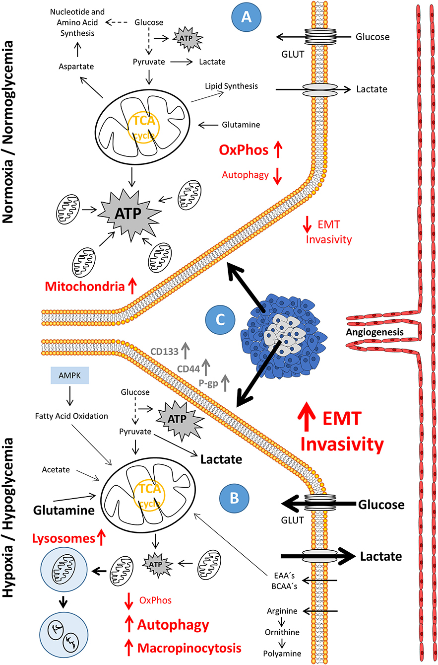 2024人気の Frontiers A Metabolism: Cancer on Light New Shedding | スポーツトイ・アクショントイ