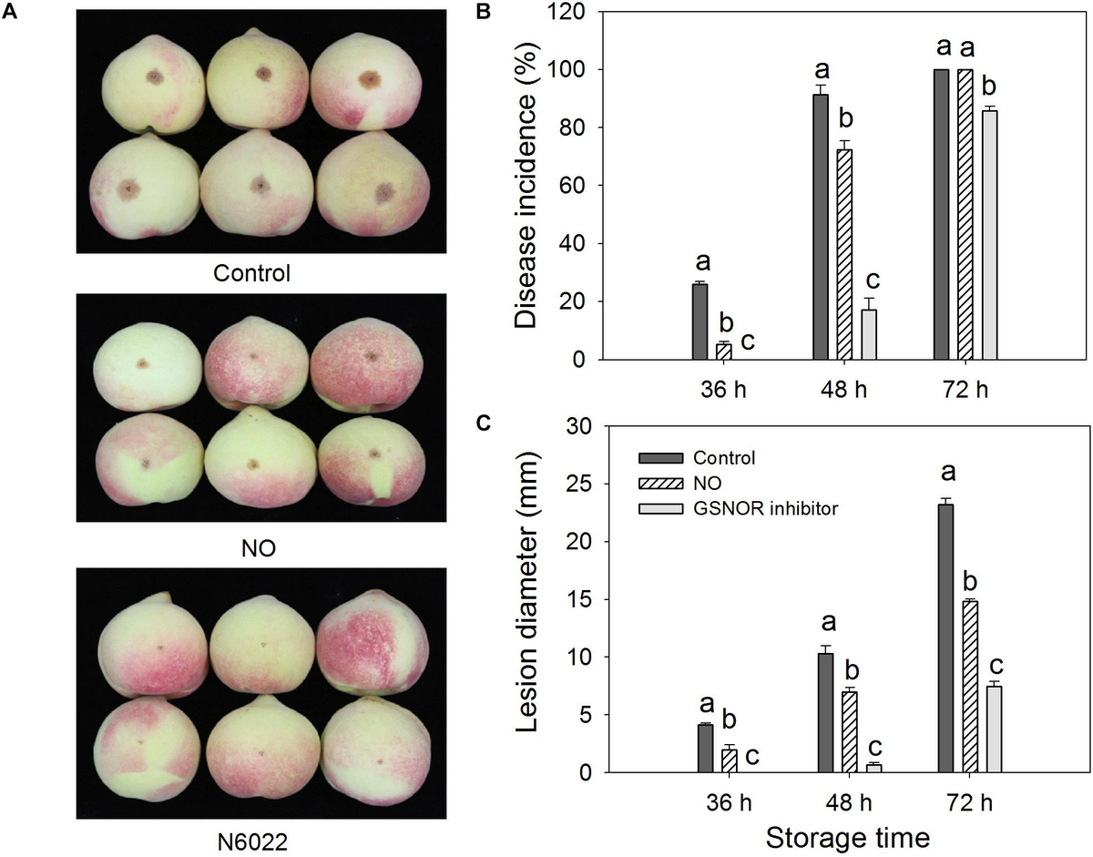 Frontiers | Exogenous Nitric Oxide Enhances Disease