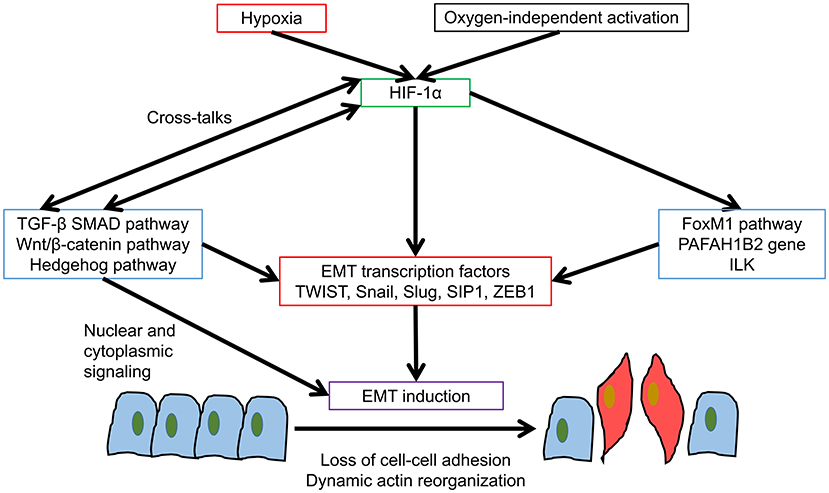 Frontiers | Hypoxia-Induced Epithelial-Mesenchymal