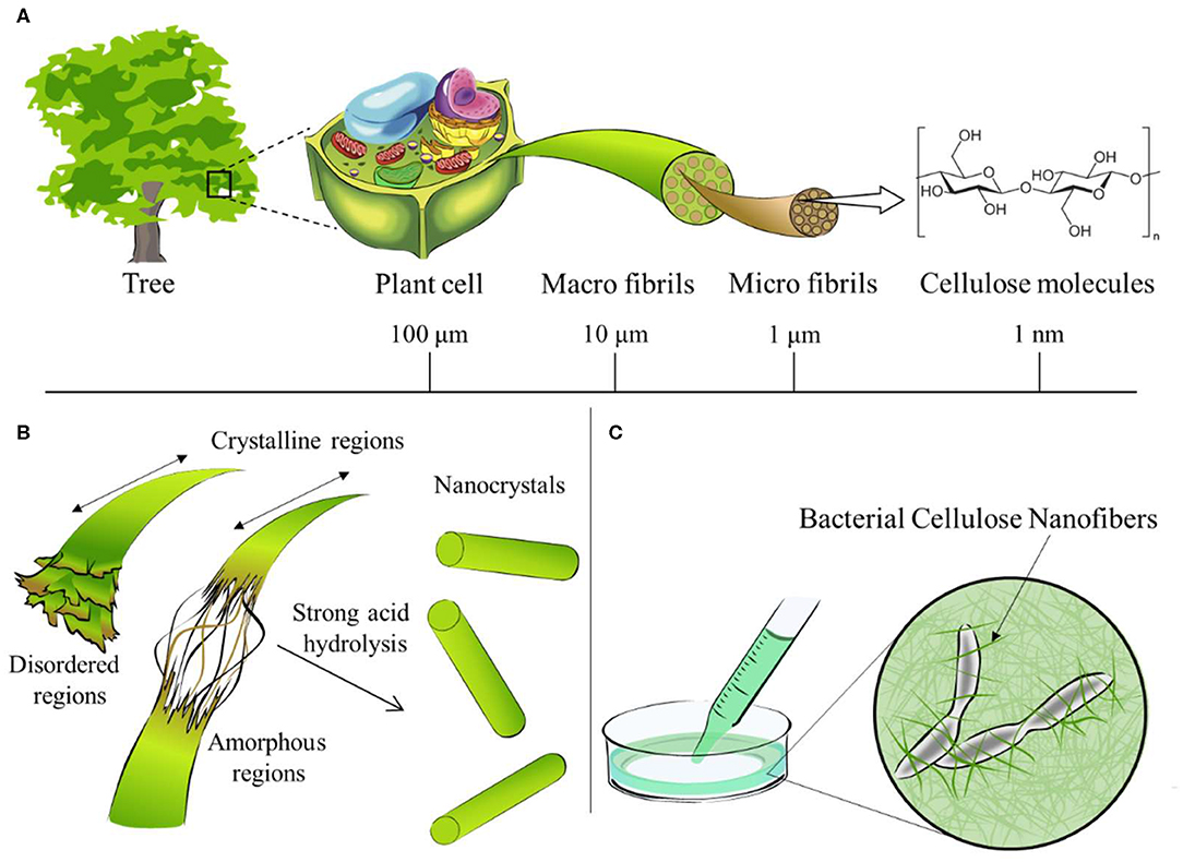 Frontiers | Nanocellulose: From Fundamentals to Advanced Frontiers | Nanocellulose: From Fundamentals to Advanced