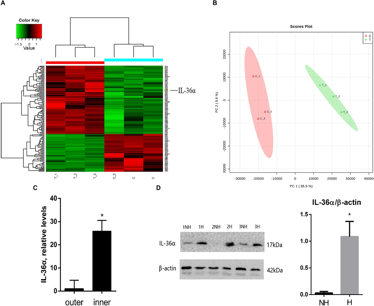 Frontiers IL36α Promoted Wound Induced Hair Follicle Neogenesis via