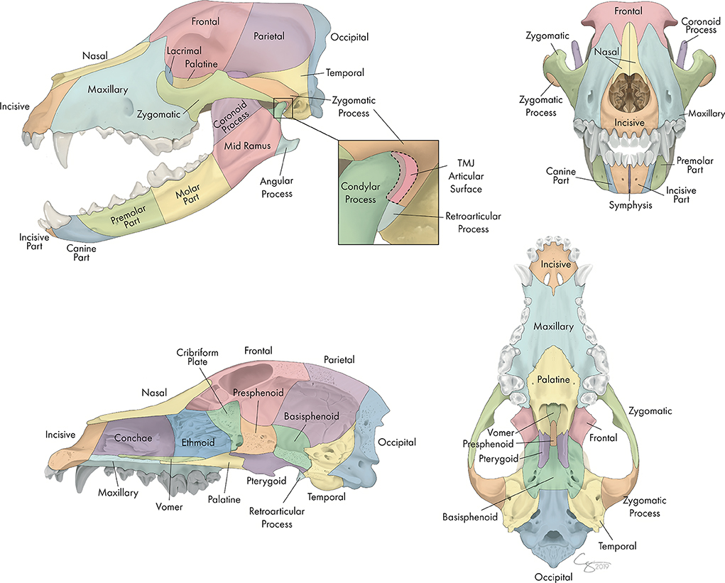 Occipital bone dog cheap