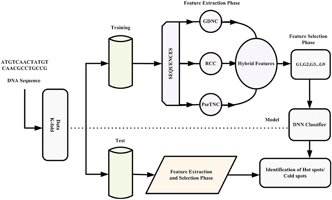 Frontiers | Prediction of Recombination Spots Using Novel Hybrid ...