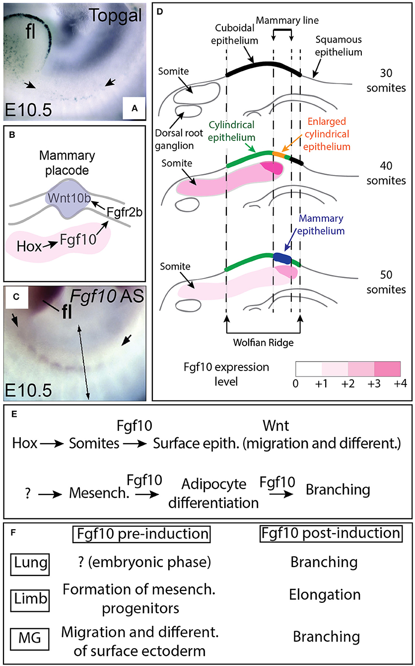 Frontiers | Fgf10/Fgfr2b Signaling in Mammary Gland Frontiers | Fgf10/Fgfr2b Signaling in Mammary Gland