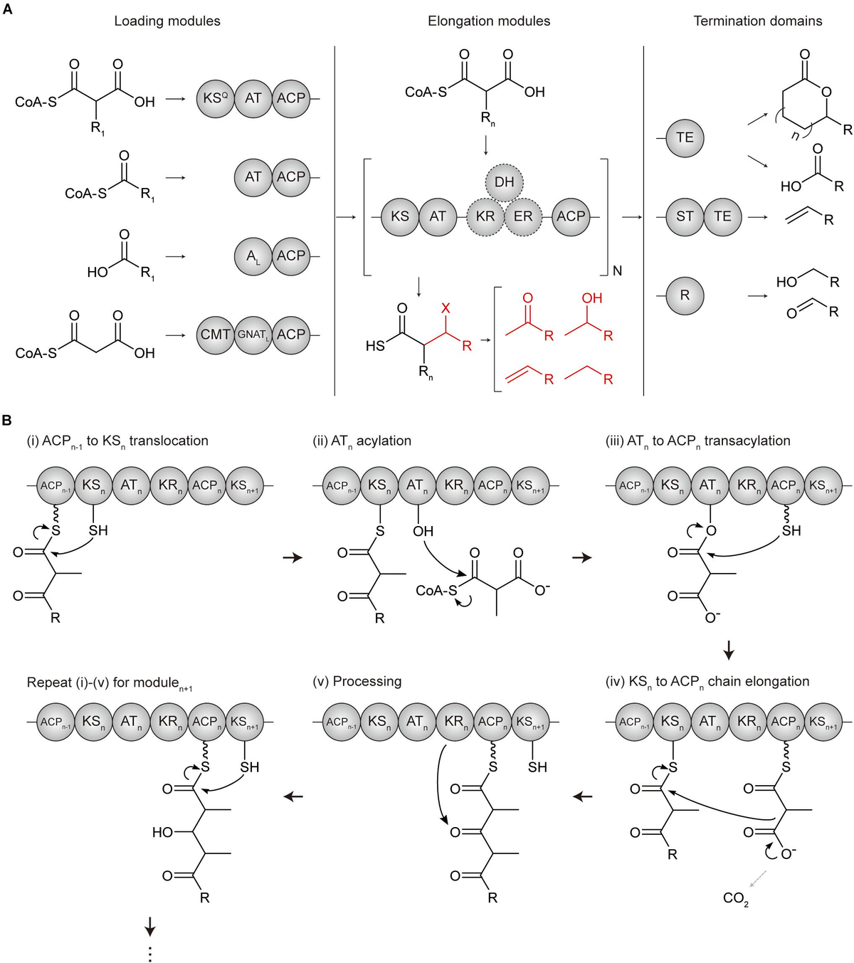 Frontiers | Repurposing Modular Polyketide Synthases and Non