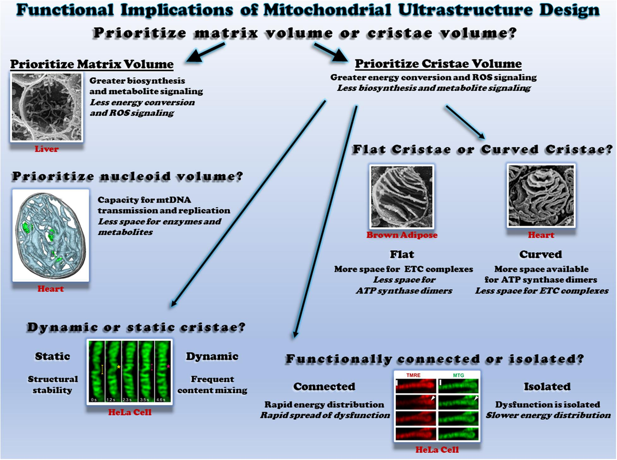 最適な価格 Frontiers | The Functional Impact of Mitochondrial Structure Nintendo Switch