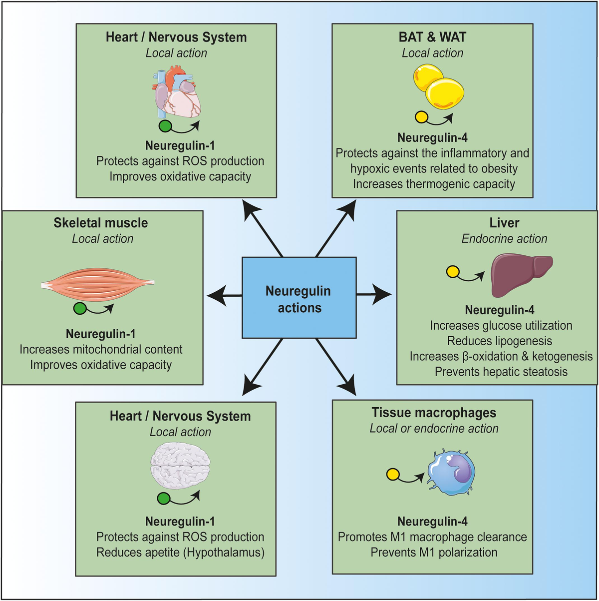 Frontiers | Neuregulin, an Effector on Mitochondria Frontiers | Neuregulin, an Effector on Mitochondria