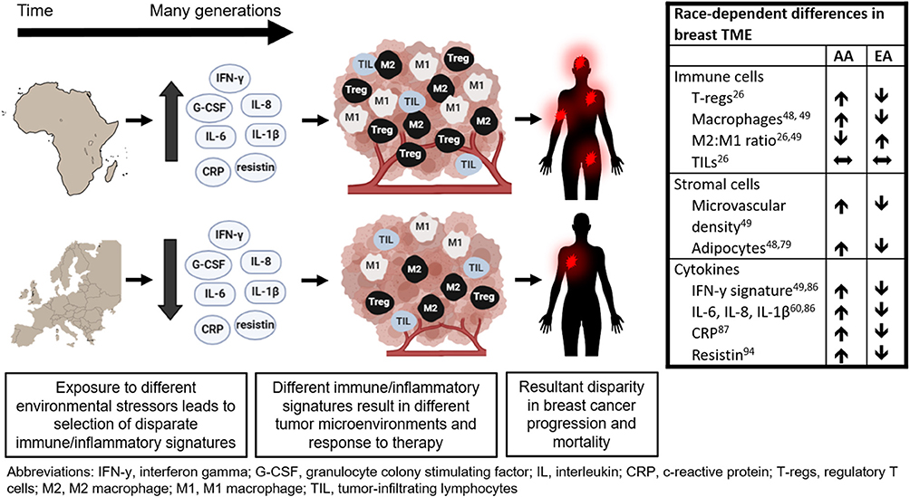 Frontiers | The Contribution of Race to Breast Tumor Frontiers | The Contribution of Race to Breast Tumor