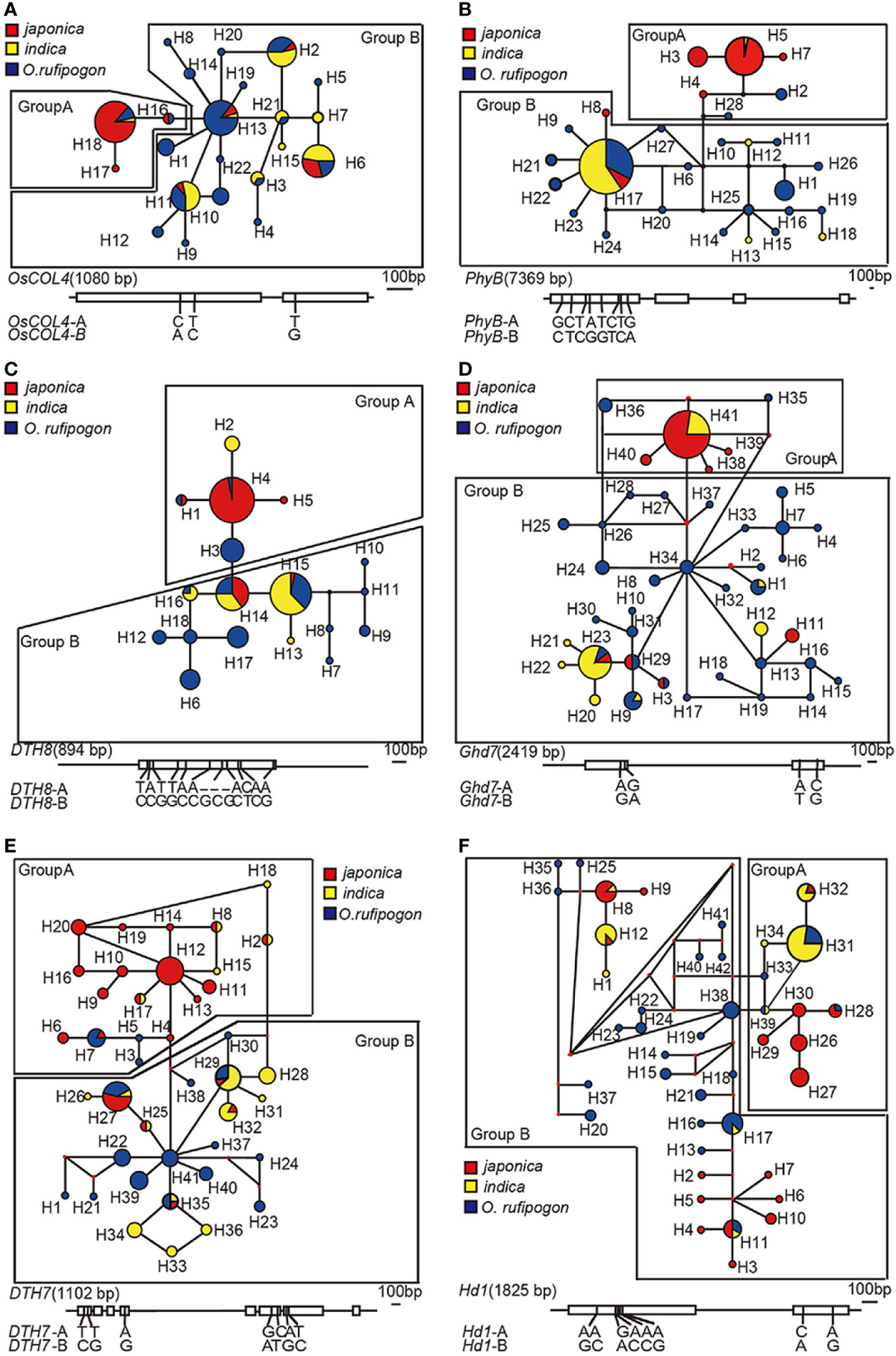 Automated Adaptive Absolute Binding Free Energy Calculations