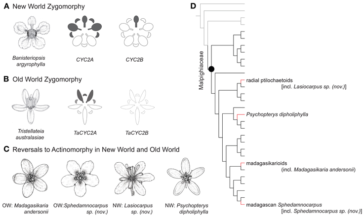 テーブル ラケット(軟式用) Masahisa ラケット(軟式用) Masahisa VICTAS
