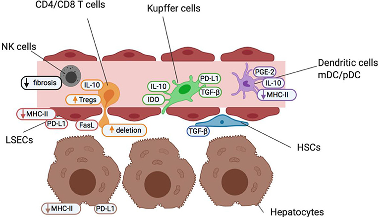 Frontiers | Antigen-Specific Immunotherapy for Treatment of