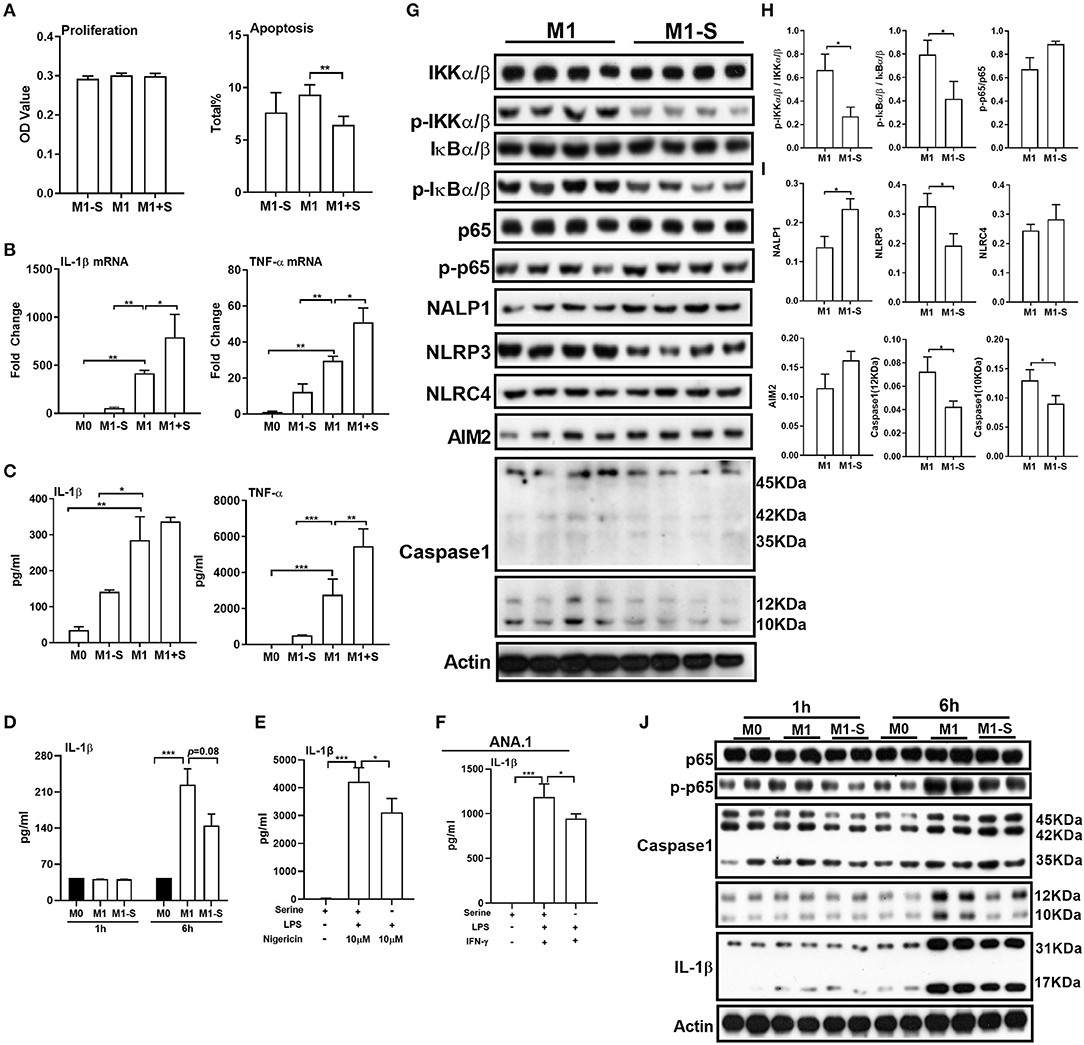 【25％OFF】 Frontiers | Serine Supports IL-1β Production in Macrophages ダイエットフード