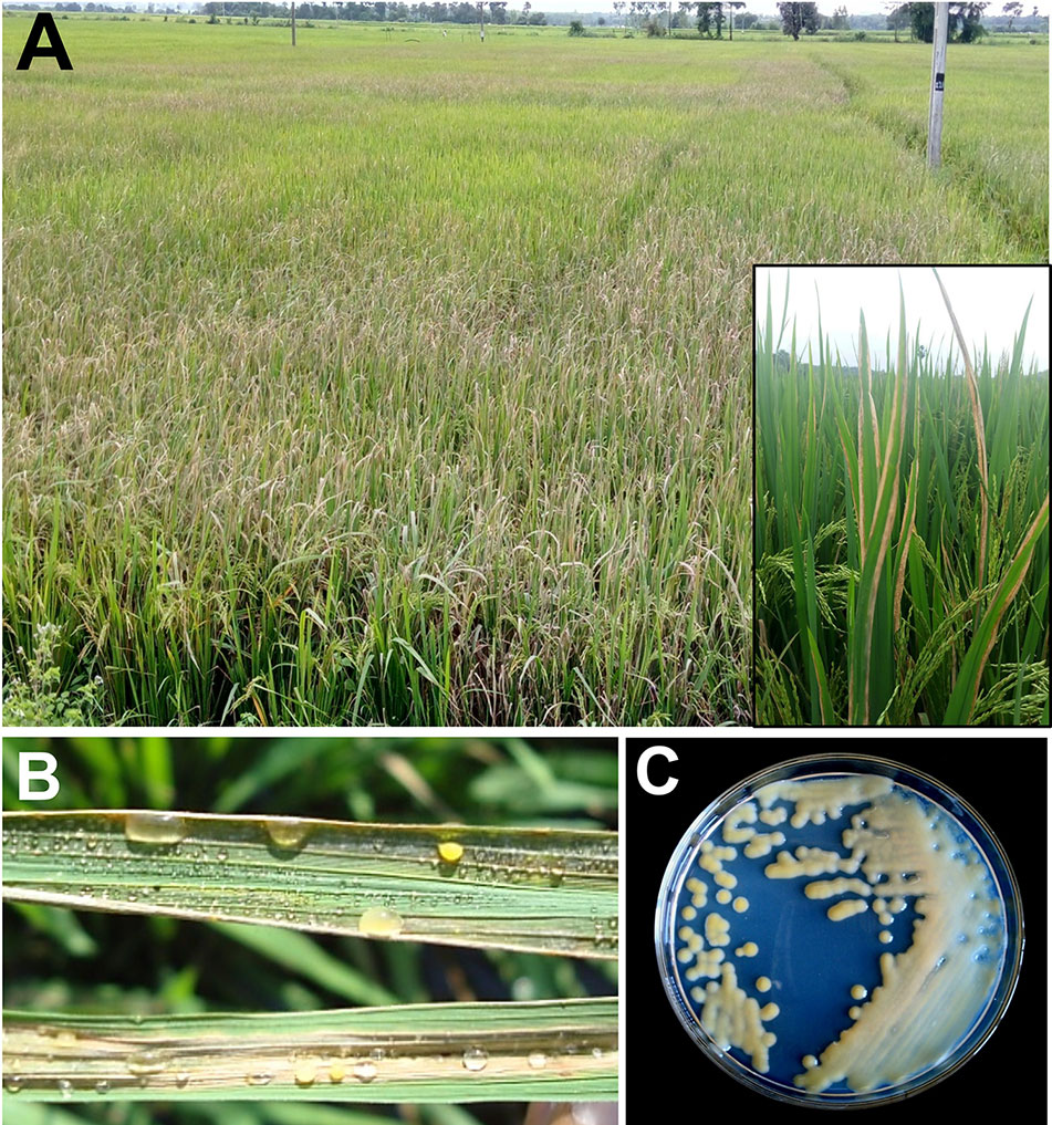 ナナ Frontiers | Deployment of Genetic and Genomic Tools Toward