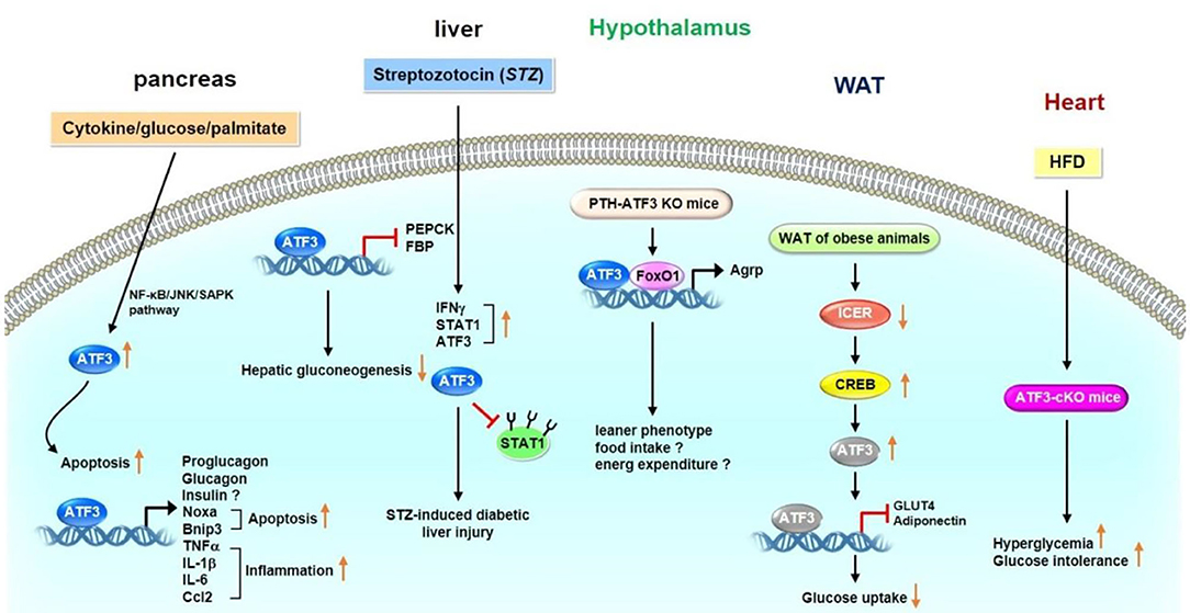 Frontiers | Master Regulator Activating Transcription Factor
