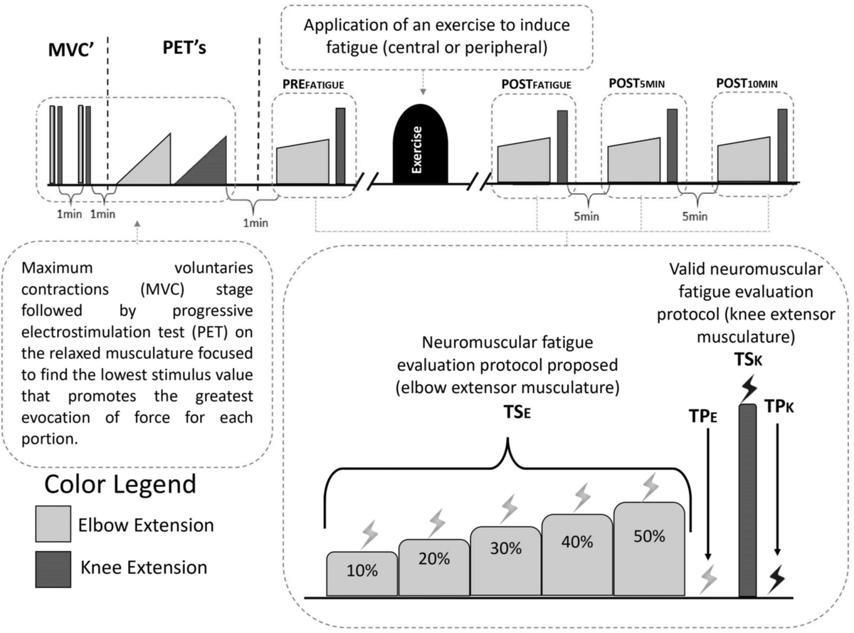 健康・医学 Effective Functional Progressions 健康・医学 Effective Functional Progressions Effective
