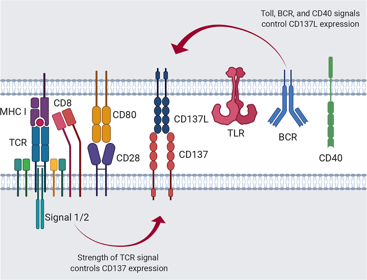 Frontiers | The Murine CD137/CD137 Ligand Signalosome: A Frontiers | The Murine CD137/CD137 Ligand Signalosome: A