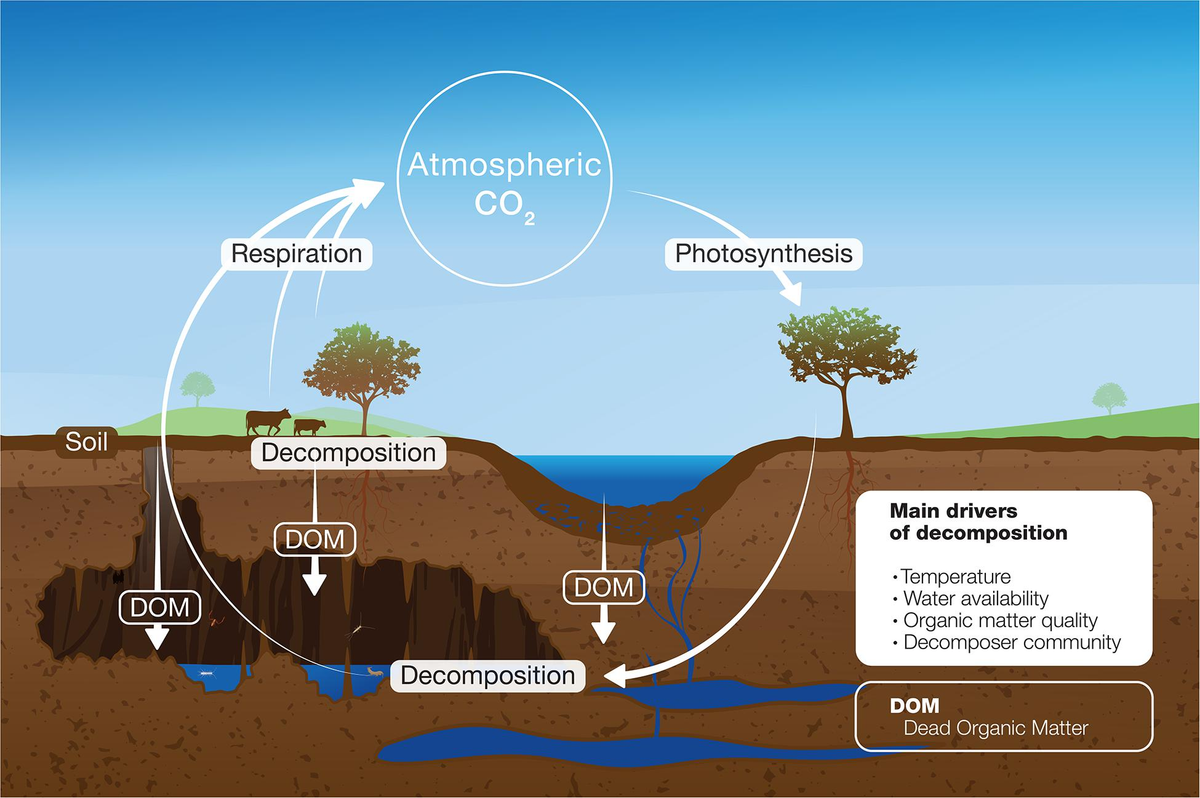 Frontiers | Decomposition of Organic Matter in Caves